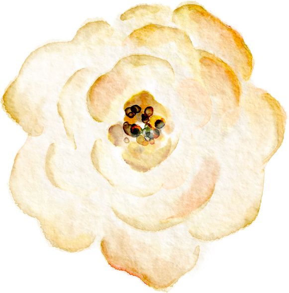 Watercolor Rose Flower